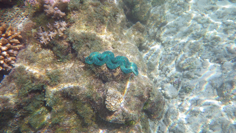 IMGP0160.jpg Sous l eau - Fakarava - Copyright : See Otherwise 2012 - 2025